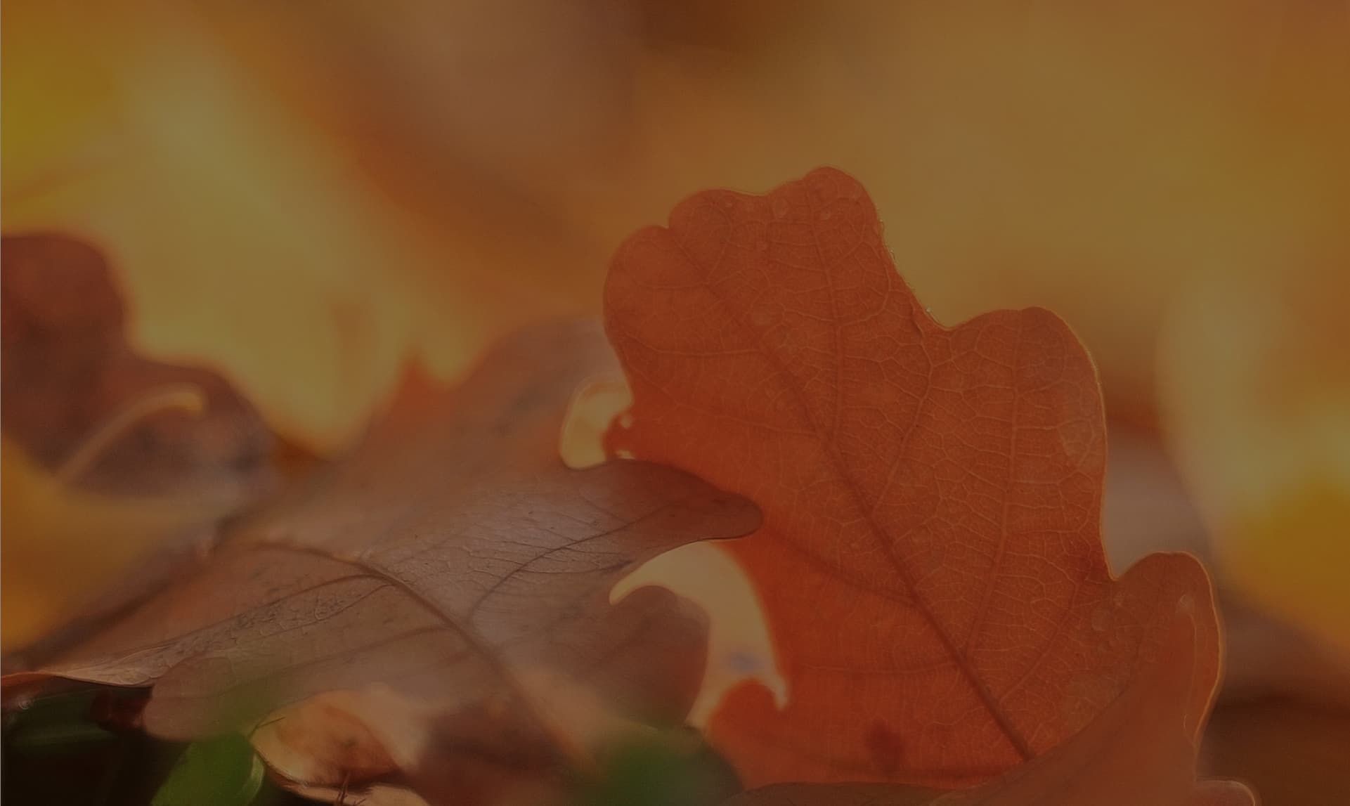 form background