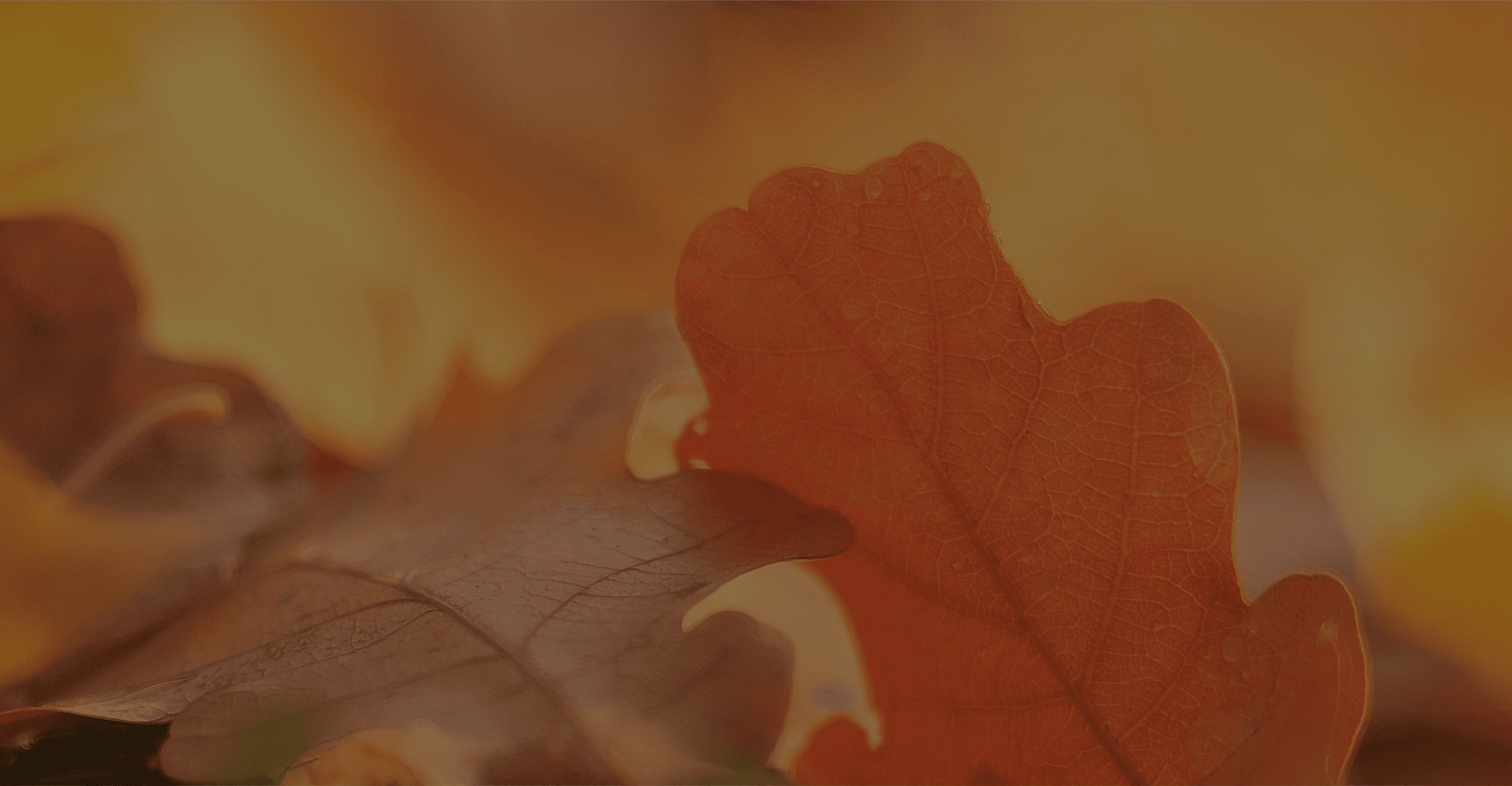 form background