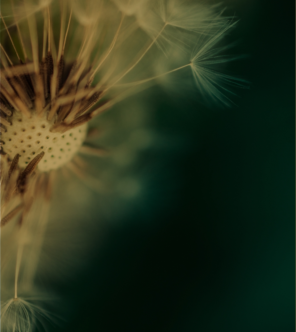 dandelions